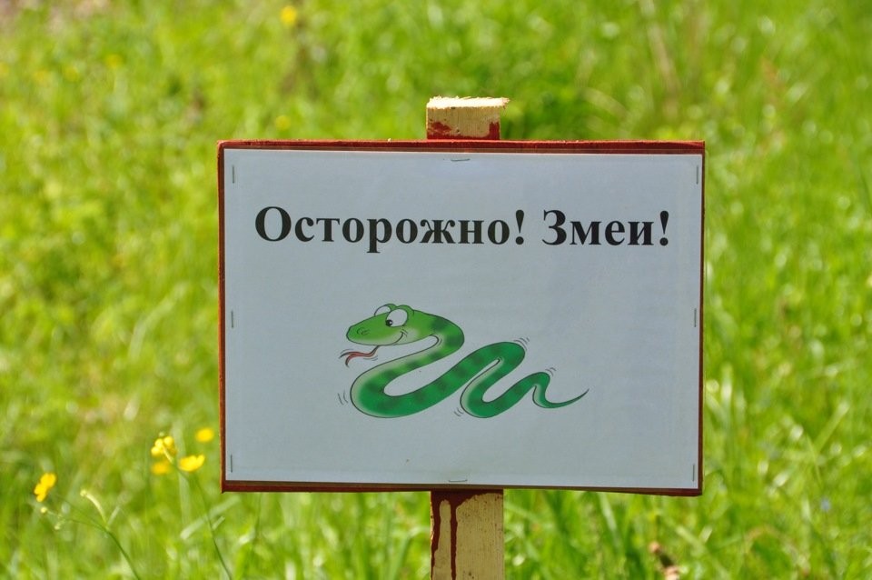 Осторожно, змеи!